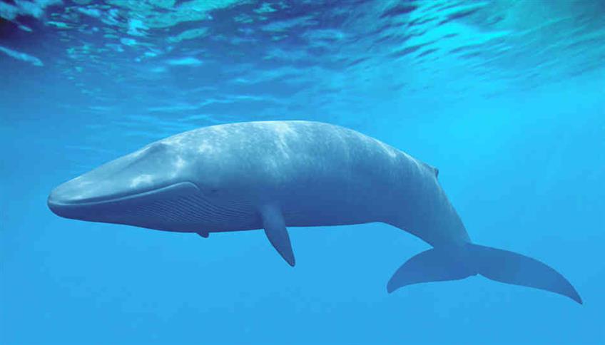 Le balene: giganti del mare Le balene: giganti del mare